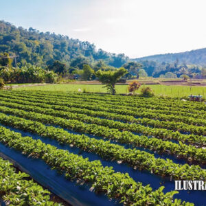 agrikultur dalam negara berkembang